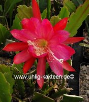 Epiphyllum-Hybr. Maientraum PE 121