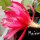 Epiphyllum-Hybr. Maientraum PE 121
