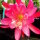 Epiphyllum-Hybr. Maientraum PE 121