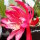 Epiphyllum-Hybr. Maientraum PE 121