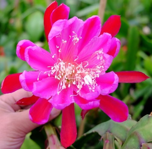 Epiphyllum-Hybr. Malchos Beauty oder Blattkaktus Phyllocactus | Blüte