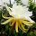 Epiphyllum-Hybr. Marie Josephine