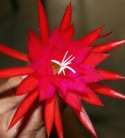 Epiphyllum-Hybr. Mariola Paetz