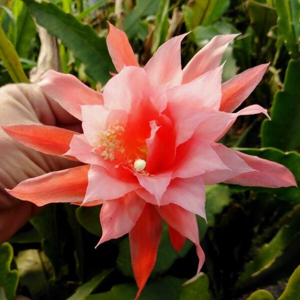 Epiphyllum-Hybr. Marisa Paetz