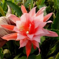 Epiphyllum-Hybr. Marisa Paetz