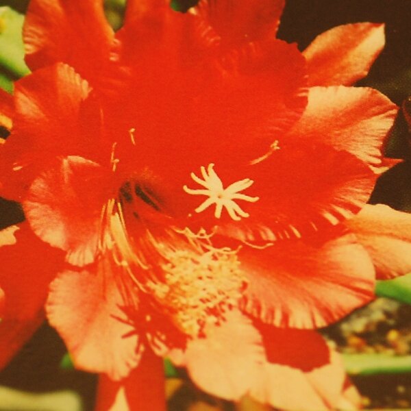 Epiphyllum-Hybr. Marlene Paetz