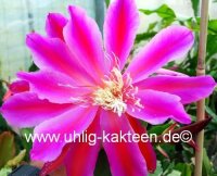 Epiphyllum-Hybr. Marseillaise
