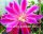 Epiphyllum-Hybr. Marseillaise