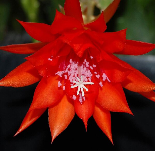 Epiphyllum-Hybr. Martha Paetz