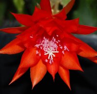 Epiphyllum-Hybr. Martha Paetz