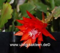 Epiphyllum-Hybr. Martha Paetz