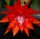 Epiphyllum-Hybr. Martha Paetz