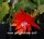 Epiphyllum-Hybr. Martha Paetz