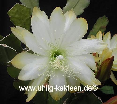 Epiphyllum-Hybr. Meda