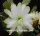 Epiphyllum-Hybr. Meda