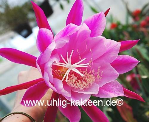 Epiphyllum-Hybr. Melanie Paetz