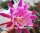 Epiphyllum-Hybr. Melanie Paetz