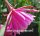 Epiphyllum-Hybr. Melanie Paetz