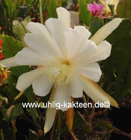 Epiphyllum-Hybr. Mexa Kelly