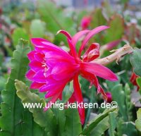 Epiphyllum-Hybr. Mexico City