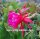 Epiphyllum-Hybr. Mexico City