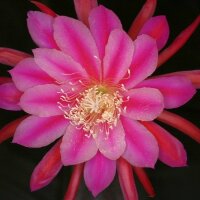 Epiphyllum-Hybr. Midnight