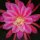 Epiphyllum-Hybr. Midnight