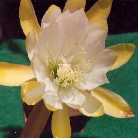 Epiphyllum-Hybr. Moon Goddess Blüte weiß-gelb / white-yellow