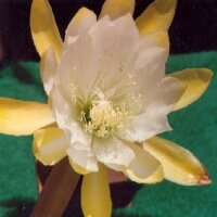 Epiphyllum-Hybr. Moon Goddess Blüte weiß-gelb...