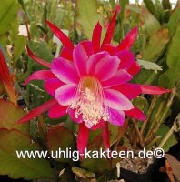 Epiphyllum-Hybr. Morgenröte