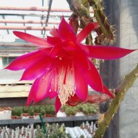 Aporophyllum-Hybr. Nelly Paetz