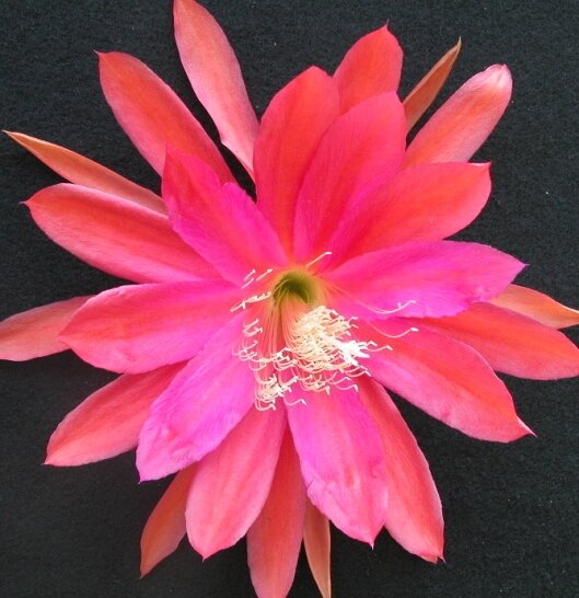 Epiphyllum-Hybr. New Day