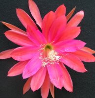Epiphyllum-Hybr. New Day