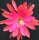 Epiphyllum-Hybr. New Day