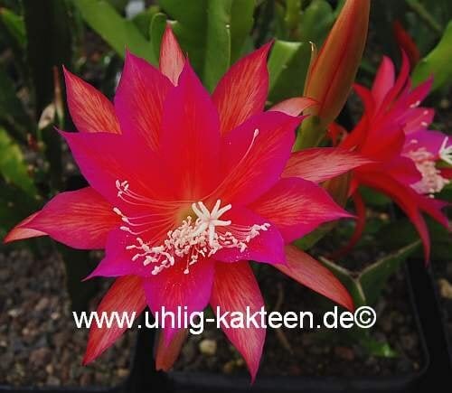 Epiphyllum-Hybr. Nicole Paetz