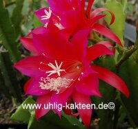 Epiphyllum-Hybr. Nicole Paetz