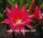 Epiphyllum-Hybr. Nicole Paetz