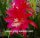 Epiphyllum-Hybr. Nicole Paetz
