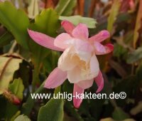 Epiphyllum-Hybr. Novena