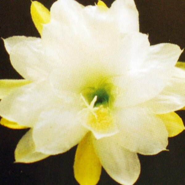Epiphyllum-Hybr. Oakleigh Brillance