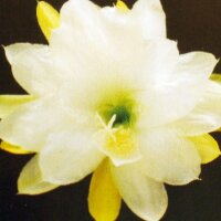 Epiphyllum-Hybr. Oakleigh Brillance