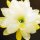 Epiphyllum-Hybr. Oakleigh Brillance