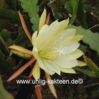 Epiphyllum-Hybr. Oakleigh Splendor