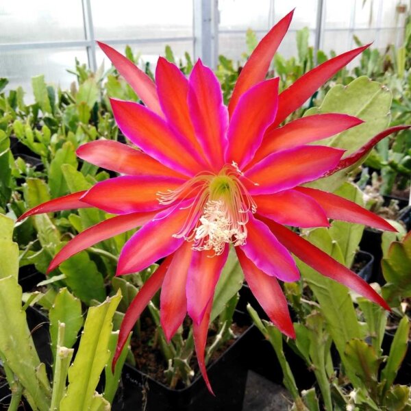 Epiphyllum-Hybr. Ocean Sunset