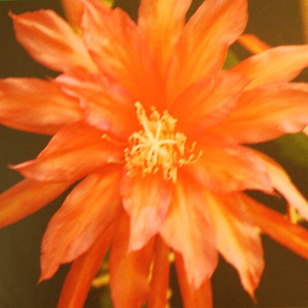 Epiphyllum-Hybr. Olé Blüte orange