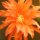 Epiphyllum-Hybr. Olé Blüte orange