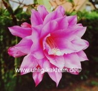 Epiphyllum-Hybr. Olaf Paetz