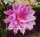 Epiphyllum-Hybr. Olaf Paetz