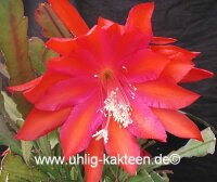 Epiphyllum-Hybr. Oriana