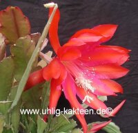 Epiphyllum-Hybr. Oriana